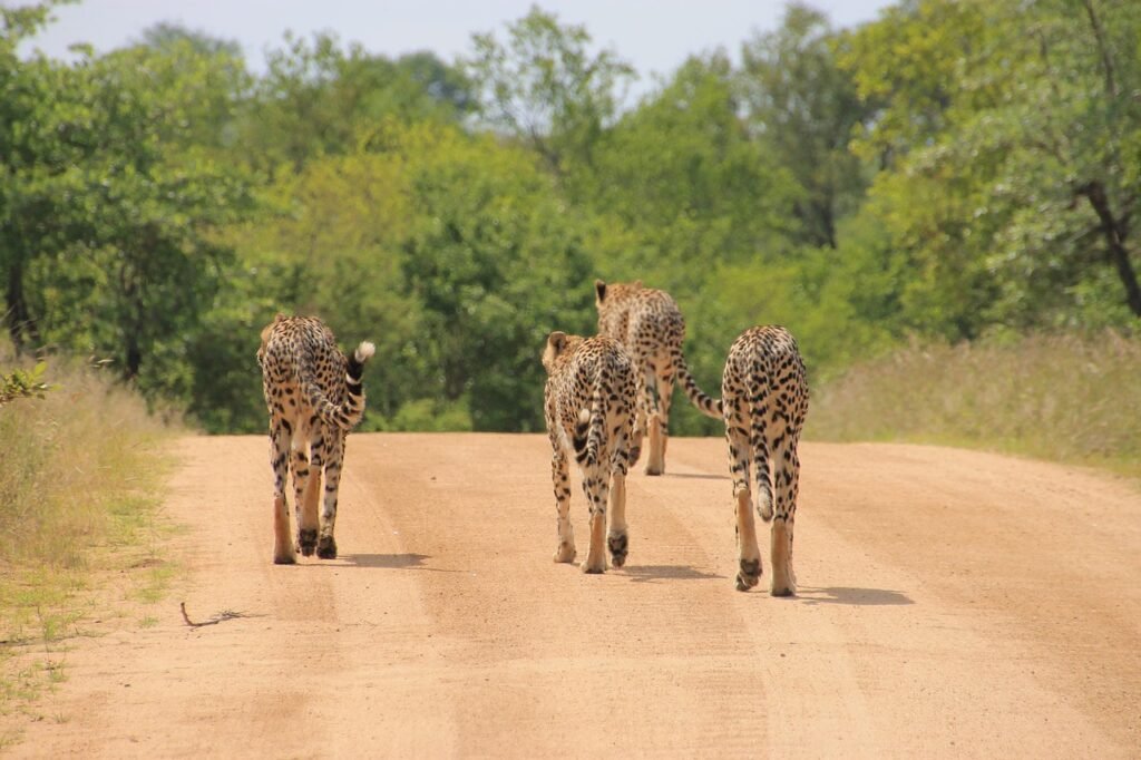 Leopards in Kruger National Park