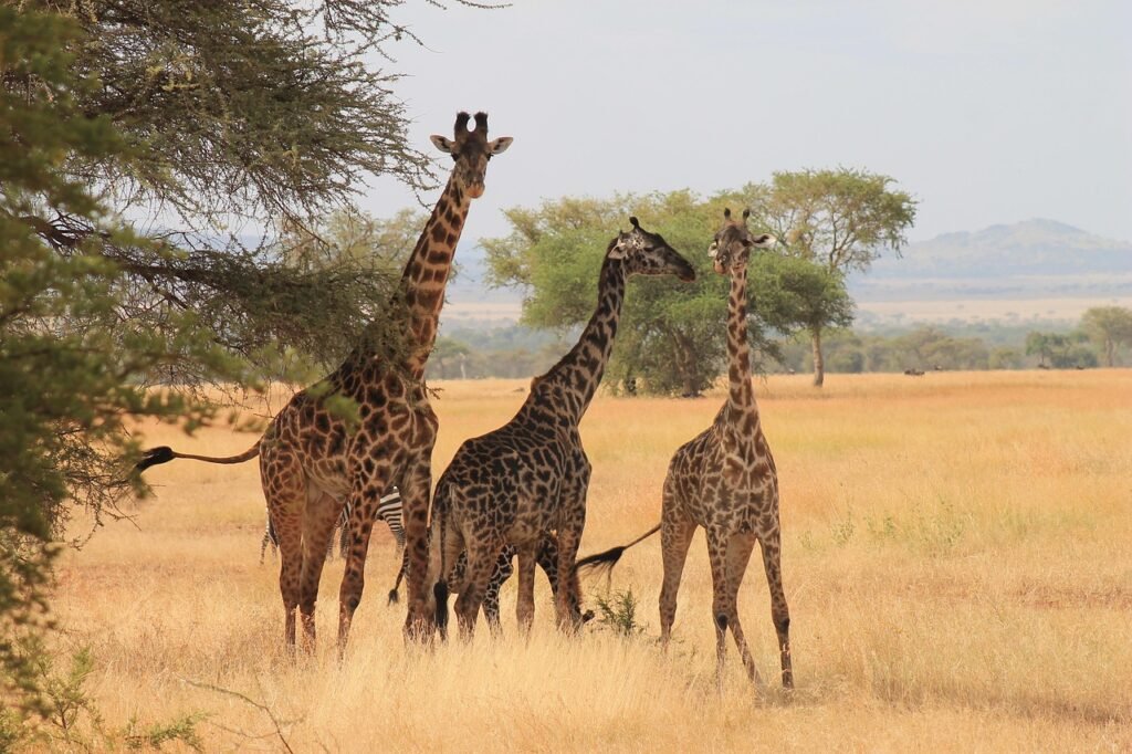 Great Migration in Serengeti National Park