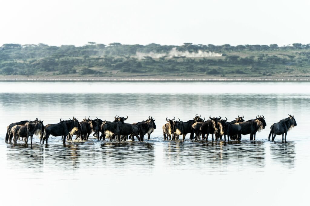 Wildebeest crossing in Masai Mara