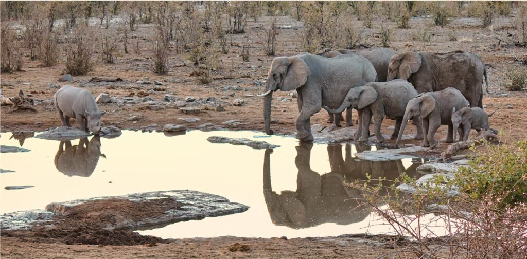pexels-photo-6642272-6642272 A herd of elephants and a rhino gather around a waterhole in Namibia's Etosha National Park.