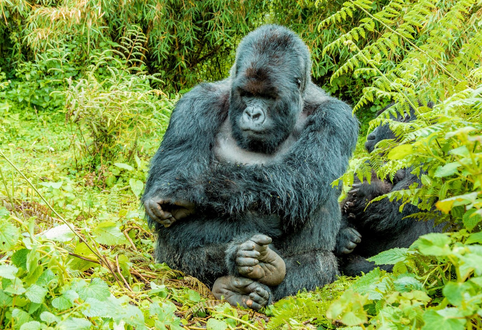 A mountain gorilla in Volcanoes National Park, Rwanda, surrounded by lush greenery.