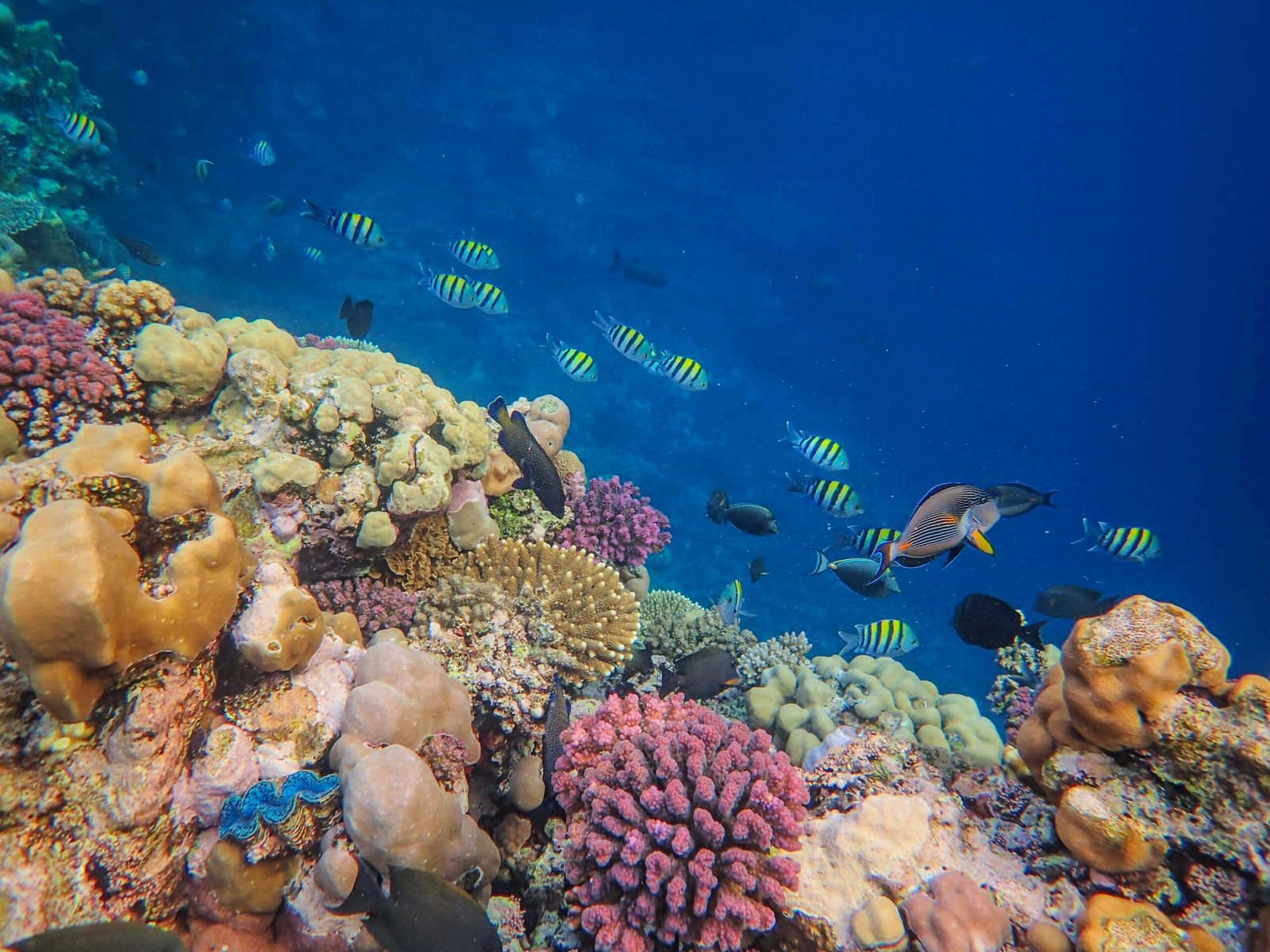 A vibrant coral reef in Palawan, Philippines, with tropical fish swimming in crystal-clear waters.