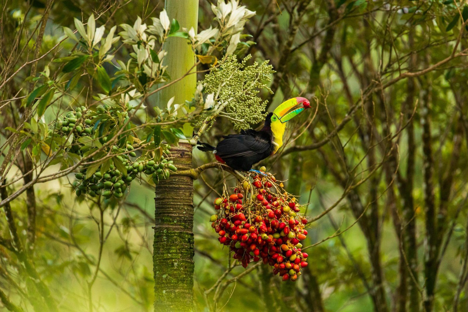 Costa Rican rainforest with toucan.