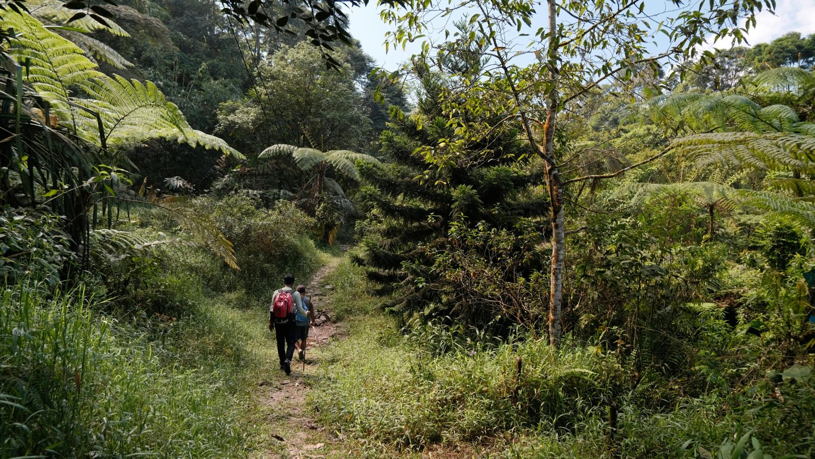 Two hikers explore a lush green forest trail, embodying adventure and tranquility in nature.