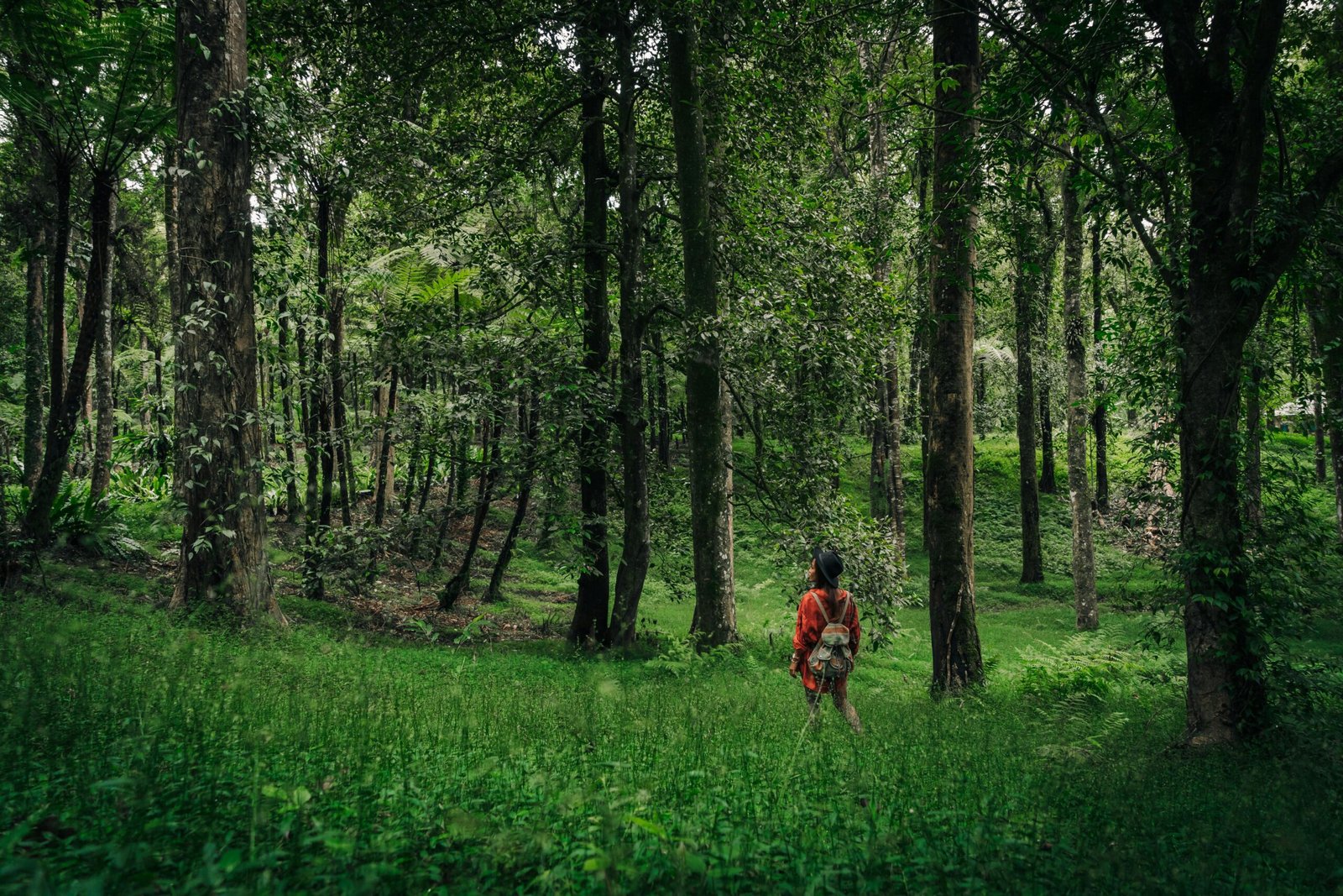 A lush green forest trail with a solo hiker.