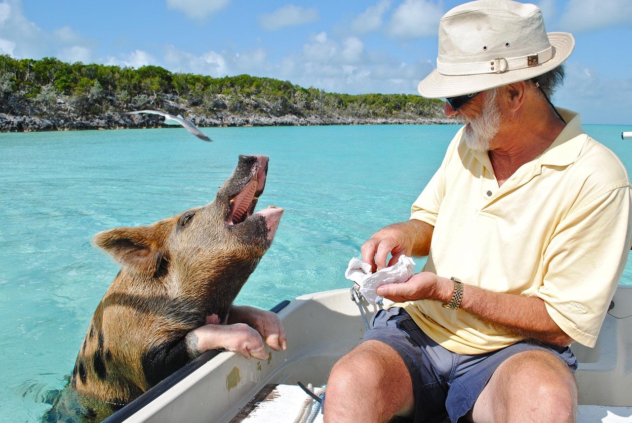 Swimming pigs approaching a boat in crystal clear turquoise waters with tourists in the background.