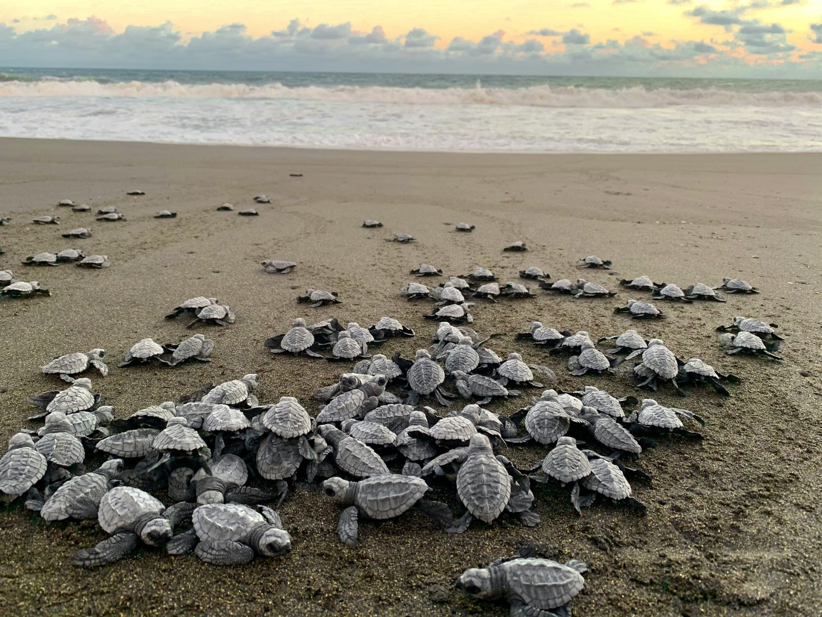 A conservation tour at Shell Beach, Guyana, with volunteers and turtles under a bright summer sky.