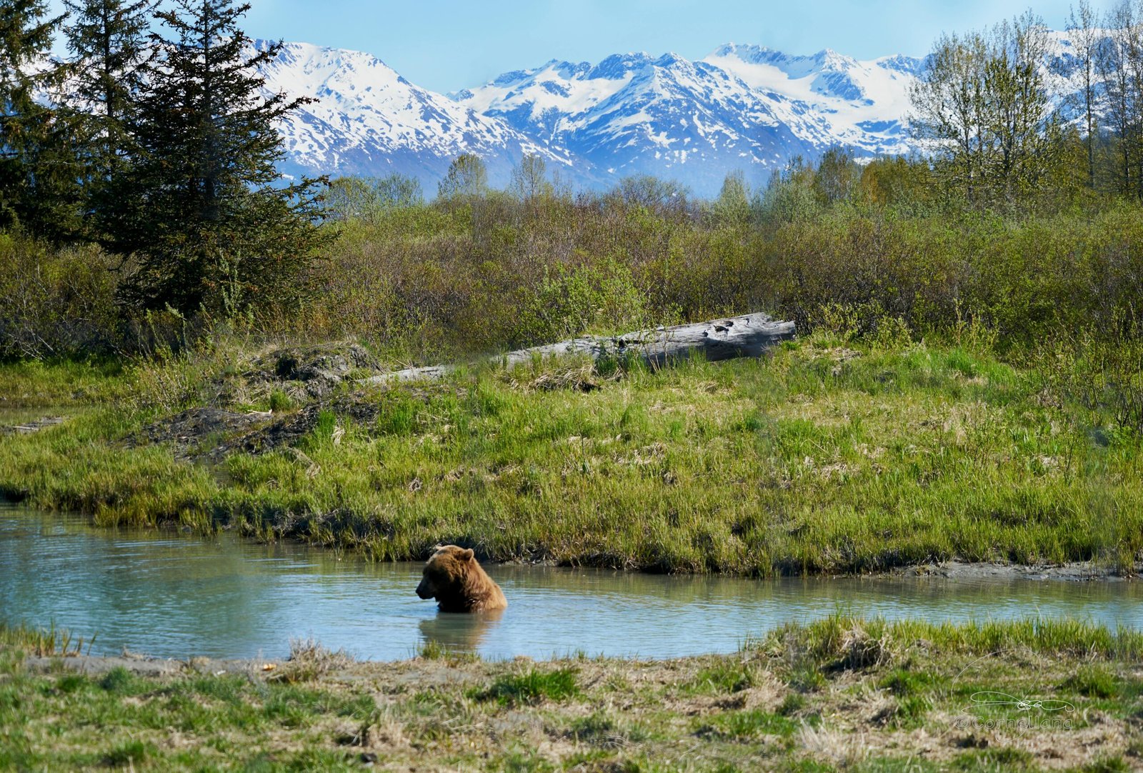 Grizzly bear in natural habitat
