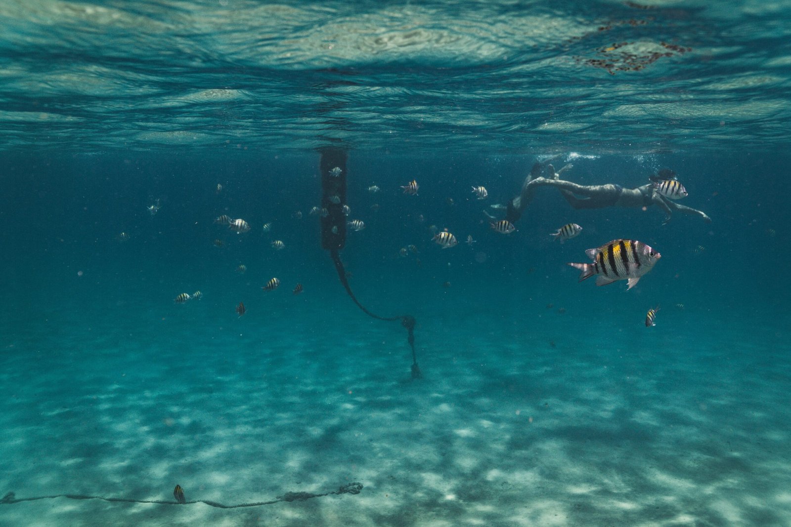 A close-up underwater shot of a snorkeler swimming near a gentle stingray and colorful fish in the clear blue water of Bora Bora's lagoon.