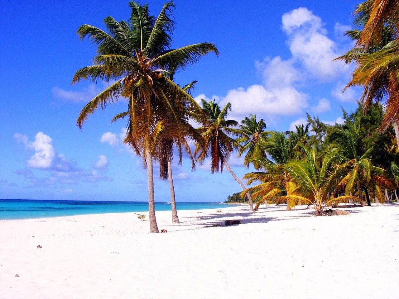 palm, nature, beach, dominica
