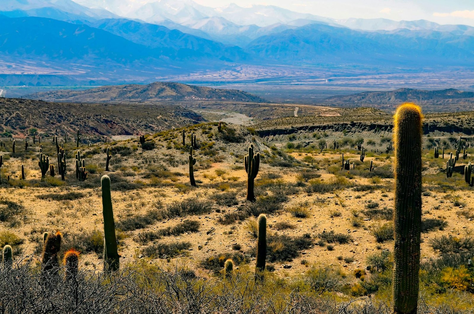 Stunning desert landscape featuring cacti, rolling hills, and distant mountains.