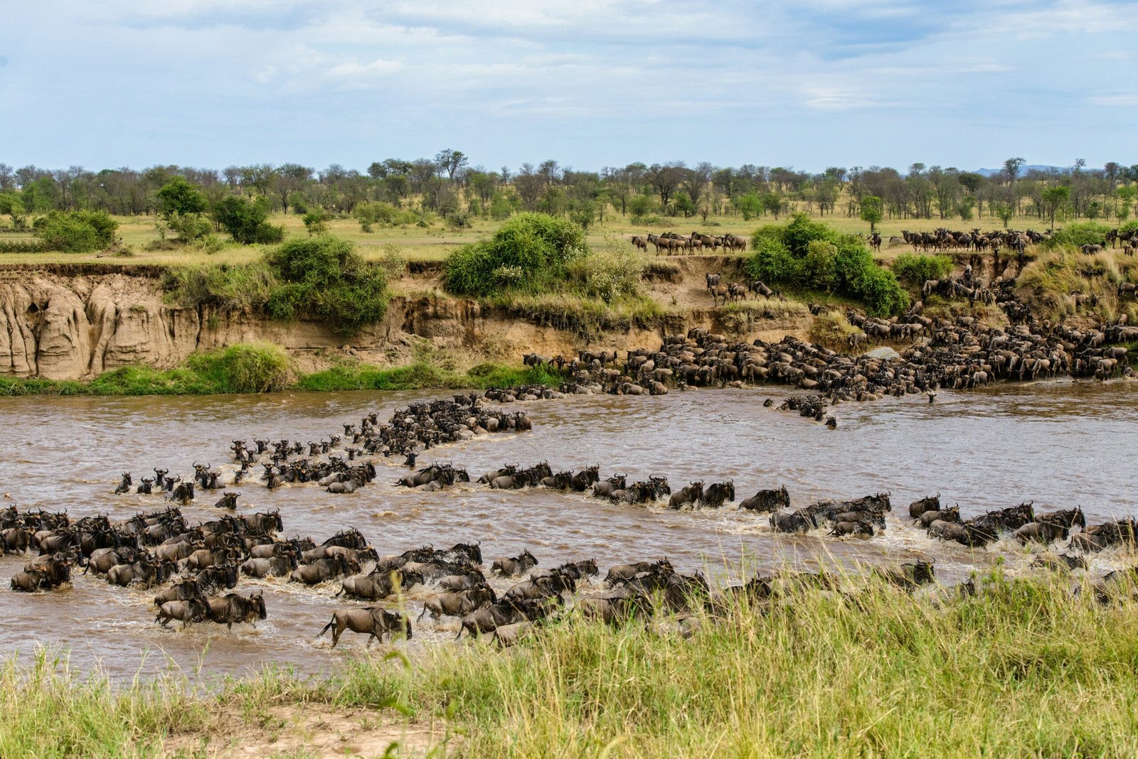 The dramatic river crossings that define Tanzania's migration spectacle. Great wildebeest migration crossing Mara river.