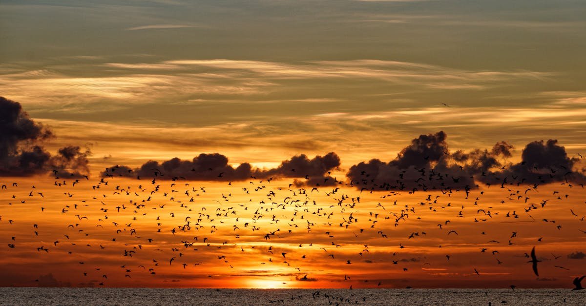 Vibrant sunset over Sarasota Bay with a flock of birds silhouetted against the colorful sky.